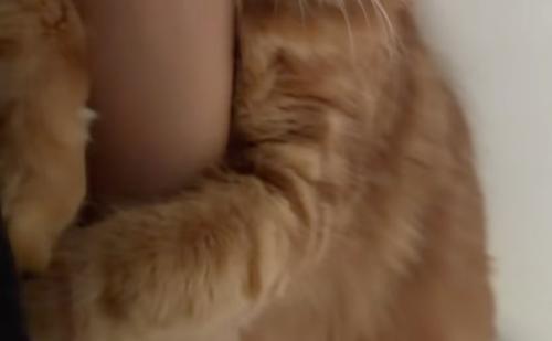 抱きつく猫の前足