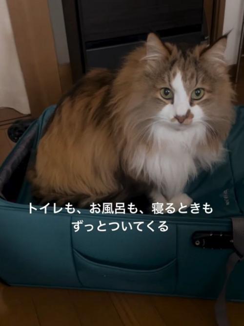バッグの中にいる猫