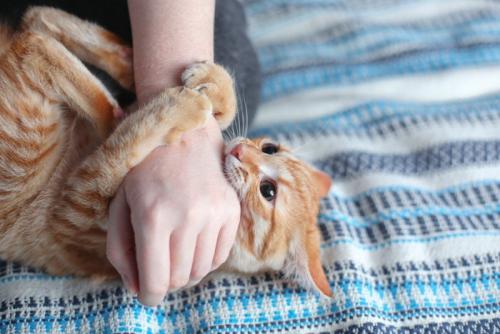 嫌がって噛む猫