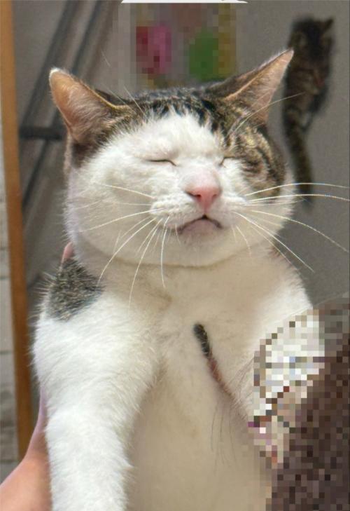 抱えられている猫