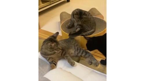 遊んでいる猫たち