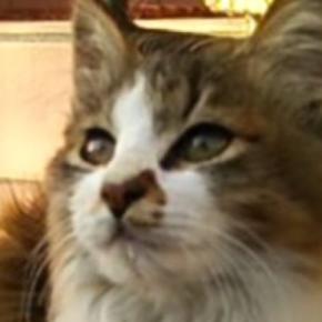 『おうちに入れて』家の前で鳴き続けるガリガリの子猫を保護…11年が経った『現在の様子』に感動の声「ウルウルしちゃった」「素敵な出会い」