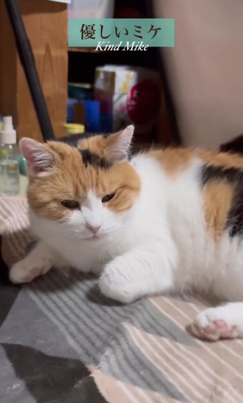 くつろぐ猫