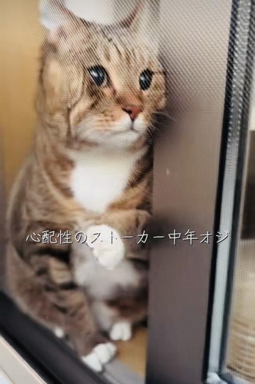 網戸と窓の隙間に入ろうとするキジトラ猫