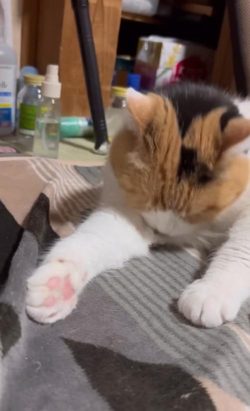 手を伸ばす猫
