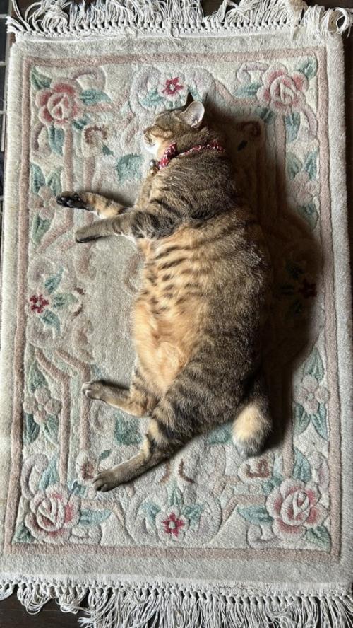 玄関マットのど真ん中で右向きで寝ている猫