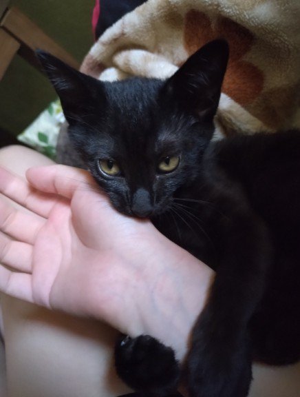 飼い主の手を甘噛みする黒猫
