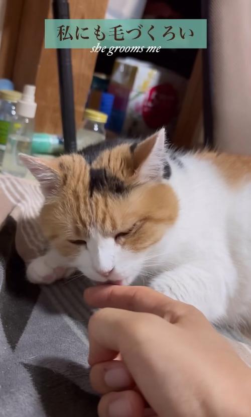 ペロペロする猫