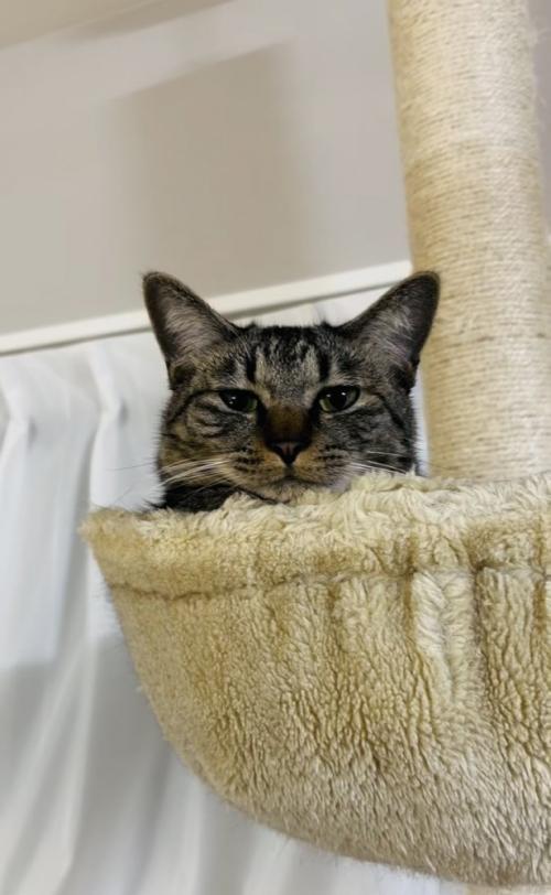 キャットタワーから飼い主を呼ぶキジトラ猫