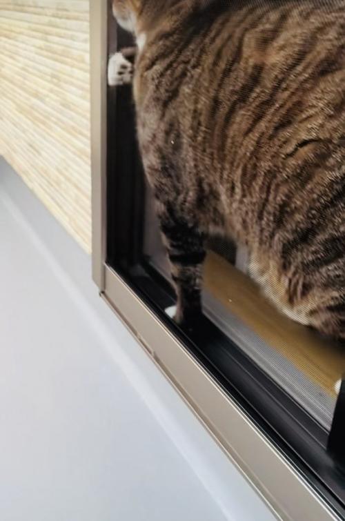 窓を開けようとするキジトラ猫