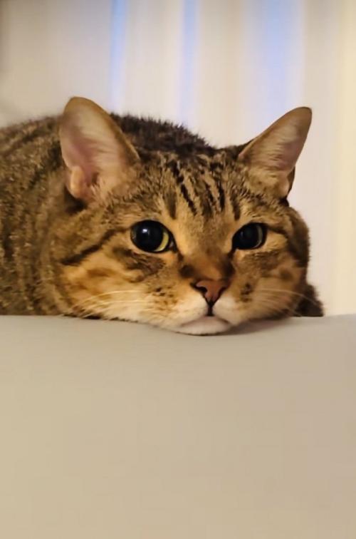 クッションの上でくつろぐキジトラ猫
