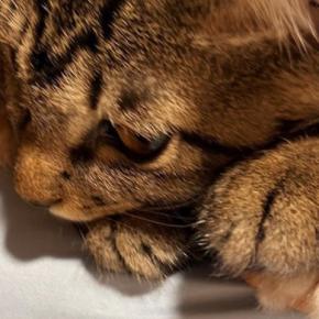 8畳もある部屋で暮らす猫たち→ゆったり過ごしていると思ったら…予想外の『可愛すぎる光景』に4万いいね「満員電車」「安心するのかなw」
