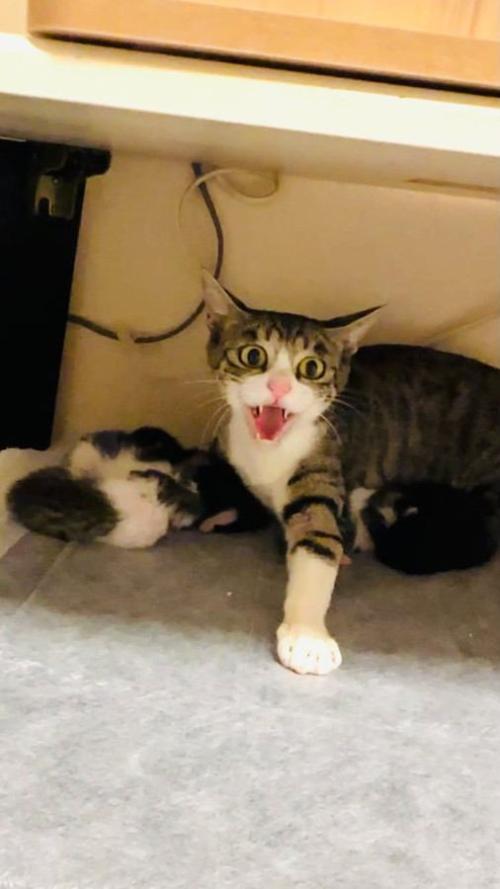 威嚇する成猫