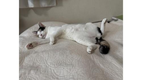 室内にいる猫