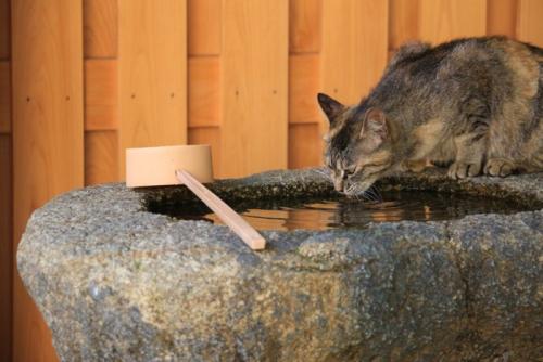 手水舎の水を飲む猫