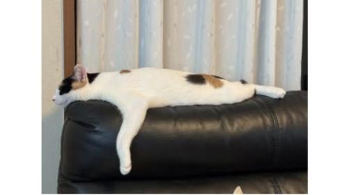 寝ている猫