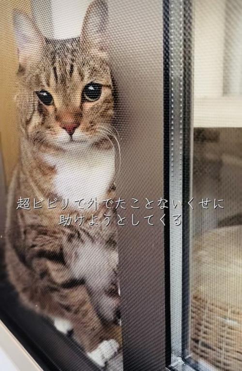 網戸と窓の隙間に入ろうとするキジトラ猫