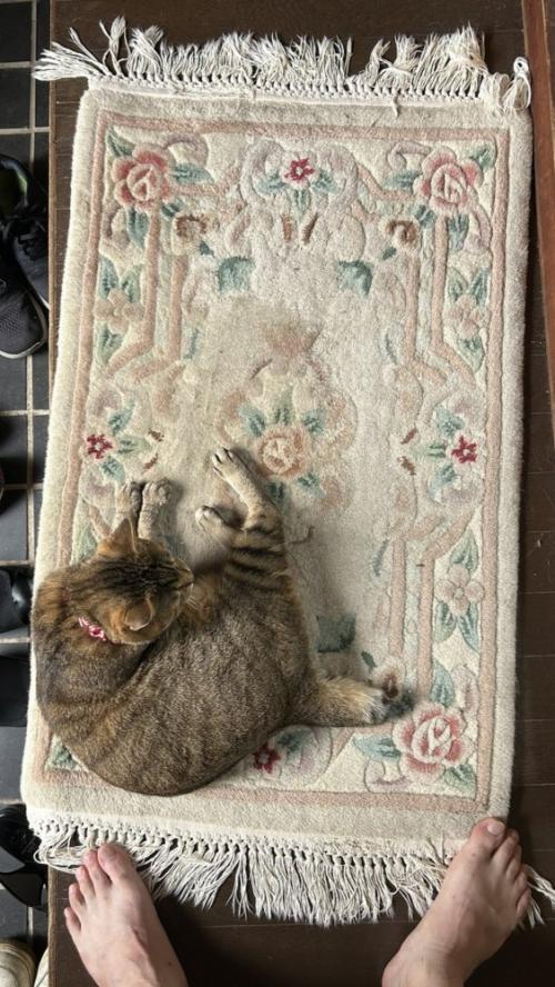 玄関マット左端で丸くなってくつろぐ猫
