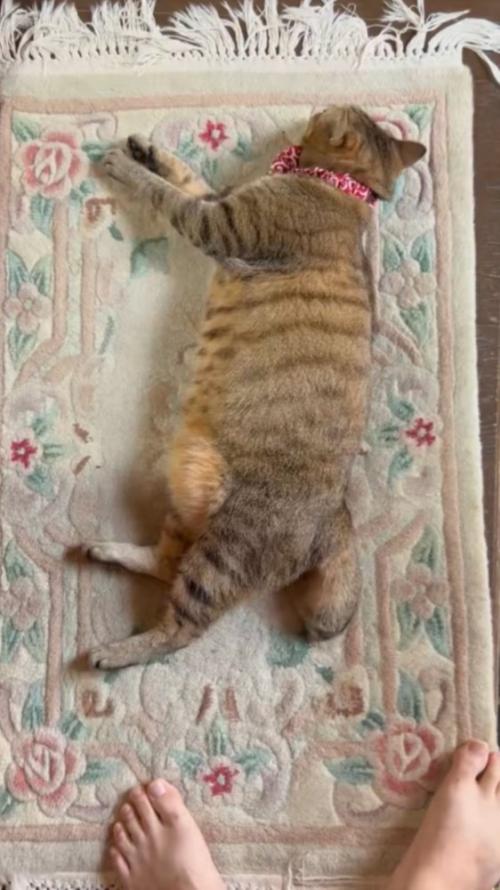 玄関マットにすっかり横になって起きない猫