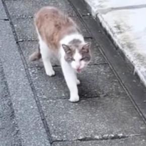 道端で出会った『ガリガリの野良猫』→保護されると…幸せいっぱいな『現在の光景』に「素敵すぎる」「顔つき本当に変わるよね」と24万再生