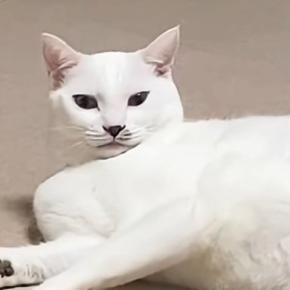ゴルフの練習を始めようとしたら…『猫が見せた行動』に癒される人が続出「ホールインニャン」「なんて可愛いんだ」「ニヤニヤしたw」