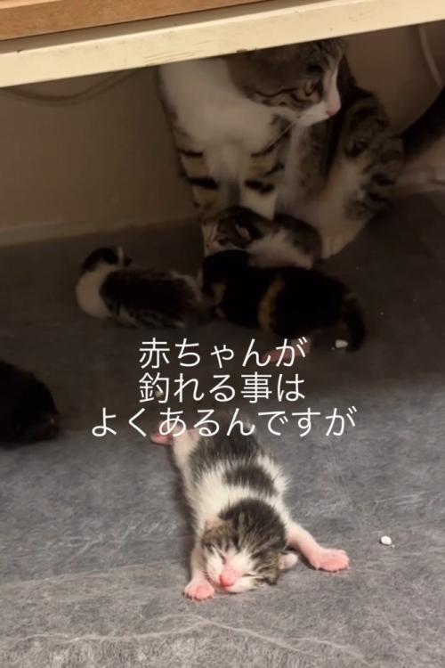子猫が引っかかってついてきた子猫