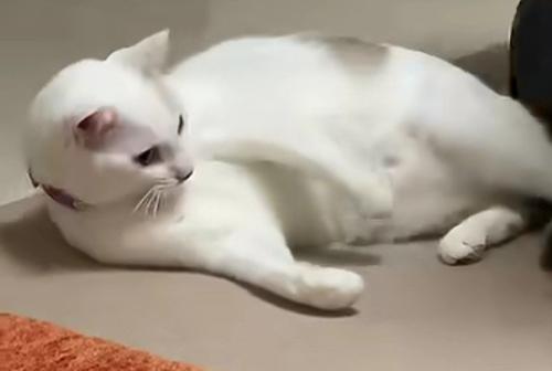 ポカンとした顔の猫