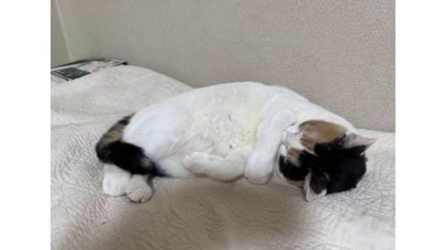 寝ている猫