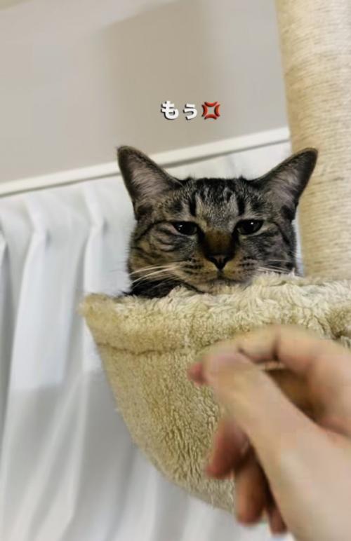 キャットタワーから飼い主を呼ぶキジトラ猫