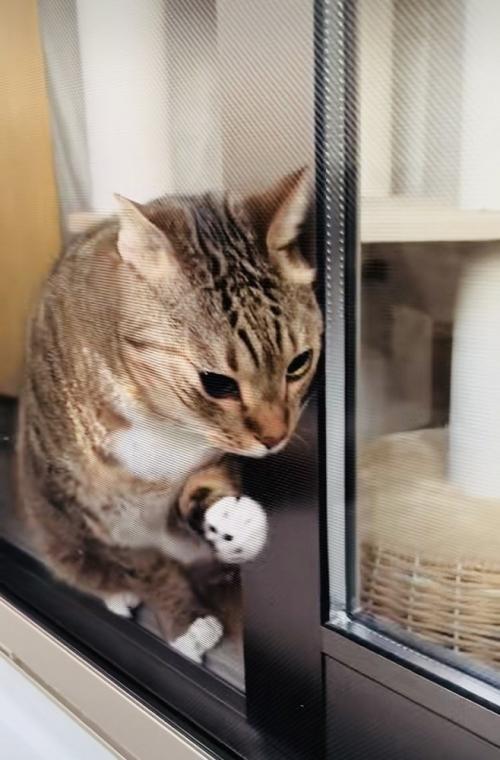 網戸と窓の隙間に入ろうとするキジトラ猫