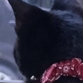 草刈りが気になる黒猫→落ちないように手を添えたら…思わず笑顔になる光景に4万いいね「信頼されてるねｗ」「う、腕がｗｗ」
