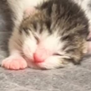 シーツ交換中に釣れてしまった赤ちゃん猫→ママ猫のもとへ戻していると…『尊すぎる光景』が358万再生「史上最弱w」「ニヤニヤしたw」