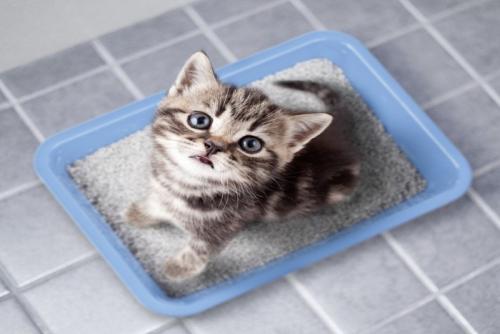 トイレに自信を持った子猫