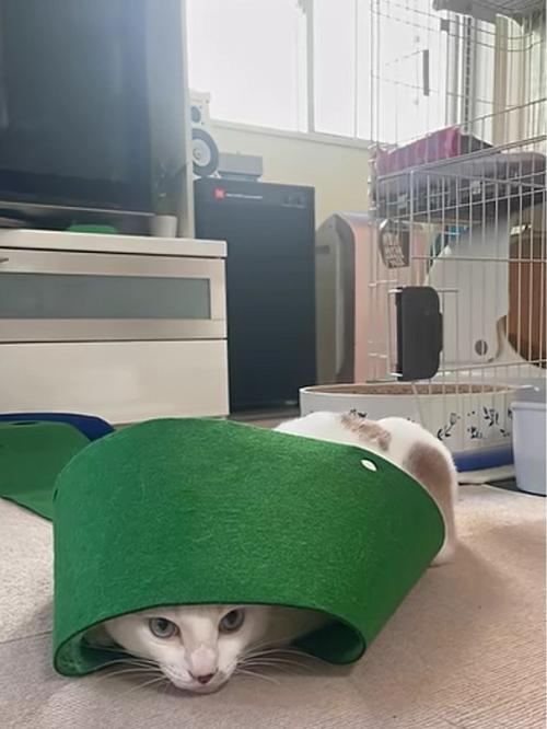 パターマットの下に潜り込んだ猫