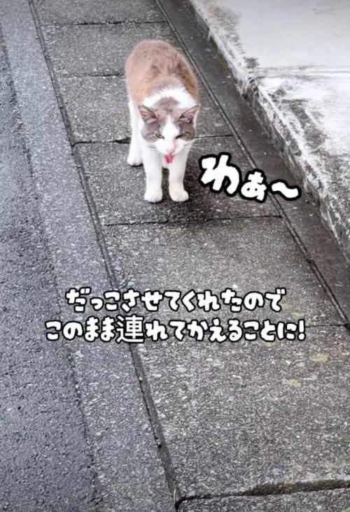 近寄ってくる野良猫