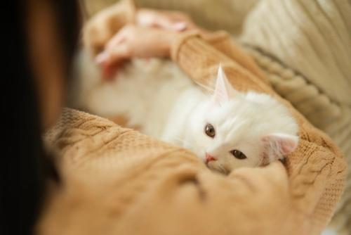 抱っこでくつろぐ猫