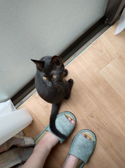 窓の前でスタンバイする黒猫