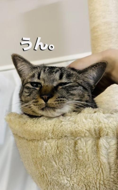 飼い主さんに頭を撫でられるキジトラ猫