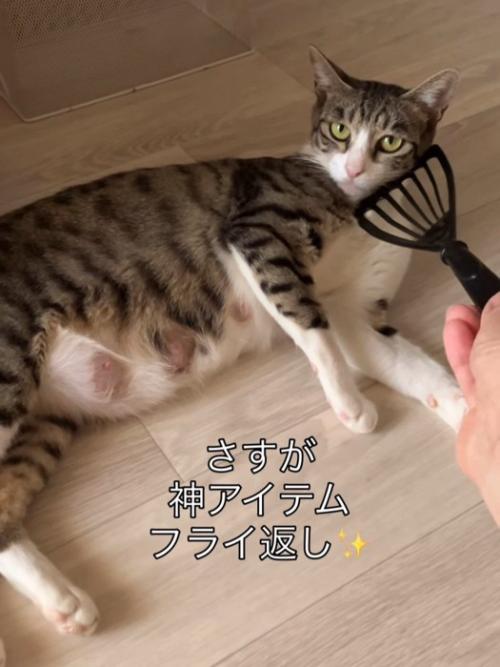 横になる猫