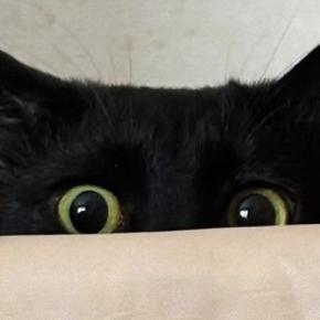 『未知との遭遇』ベッドをじっと見つめる1匹の黒猫→視線の先には…「なんて幸せなシーン」「キュンときた」とほっこりする人が続出