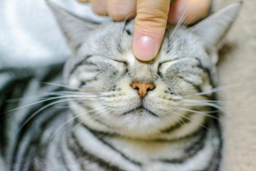 ツボ押しされる猫