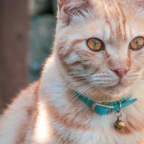 猫の首輪に『鈴をつける』メリット・デメリット4選 音は気になるの?装着する場合の注意点まで