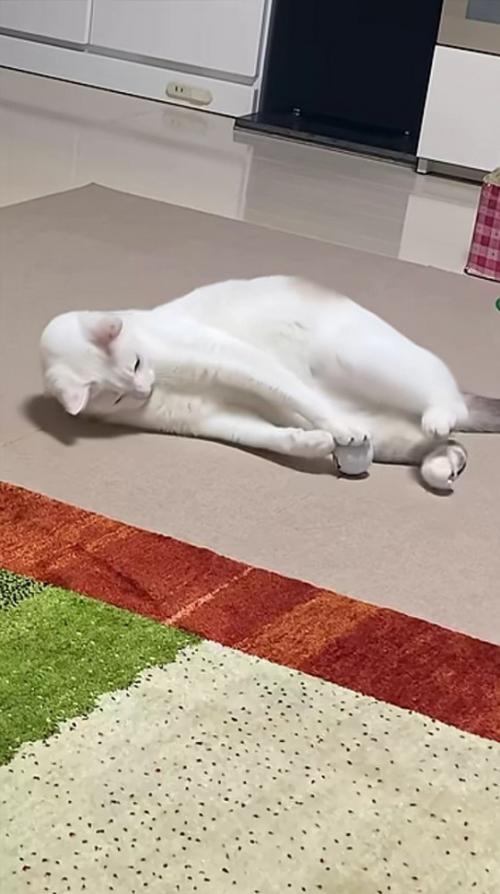 前足を伸ばしてお腹付近でゴルフボールを抱える猫