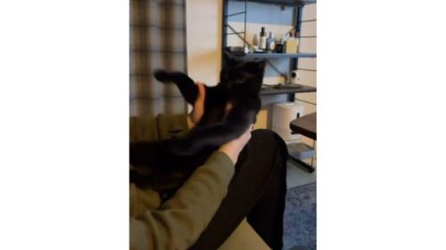 室内にいる猫