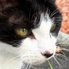 日向ぼっこ中の白黒猫→ふと『しっぽ』を見たら…驚きの事実に「わぁ本当に可愛すぎる」「生きててよかった」「すげえ大発見」と249万表示
