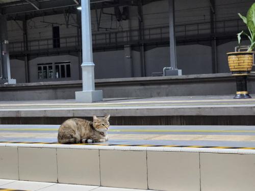 駅のホームにたたずむ猫