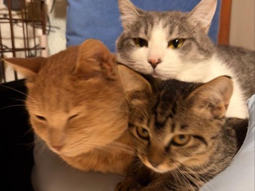 ぎゅうぎゅうに詰まっている3匹の猫の顔のアップ