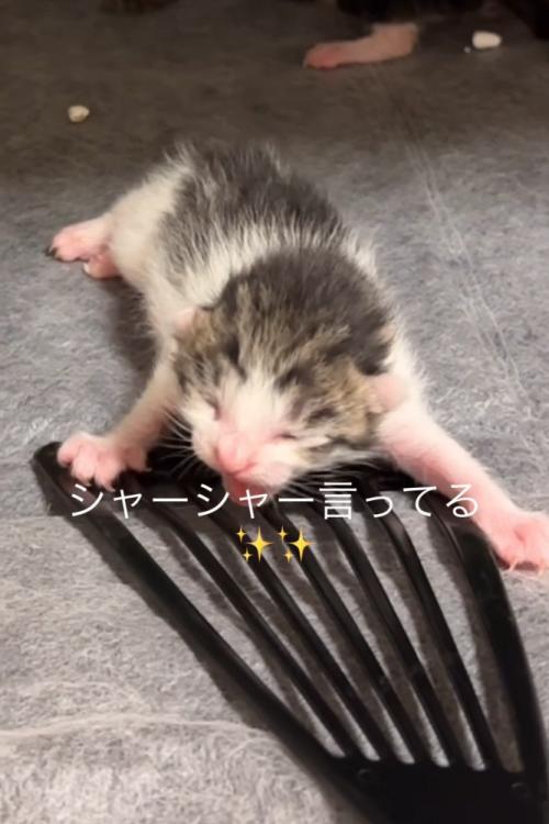 口を開けている子猫