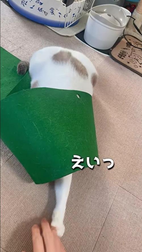 猫がパターマットの下から手を出した様子