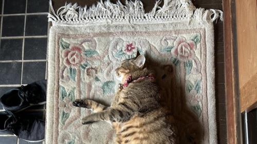 玄関マットと猫の横顔